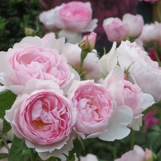 Rose Scepter'd Isle, Rosa 'Scepter'd Isle', English Rose 'Scepter'd Isle', David Austin Roses, English Roses, Shrub roses, pink roses, Rose Bushes, Garden Roses, Climbing Roses, fragrant roses